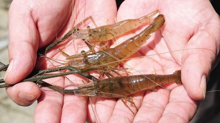 077-081tenaga_tech_cs6-17 (